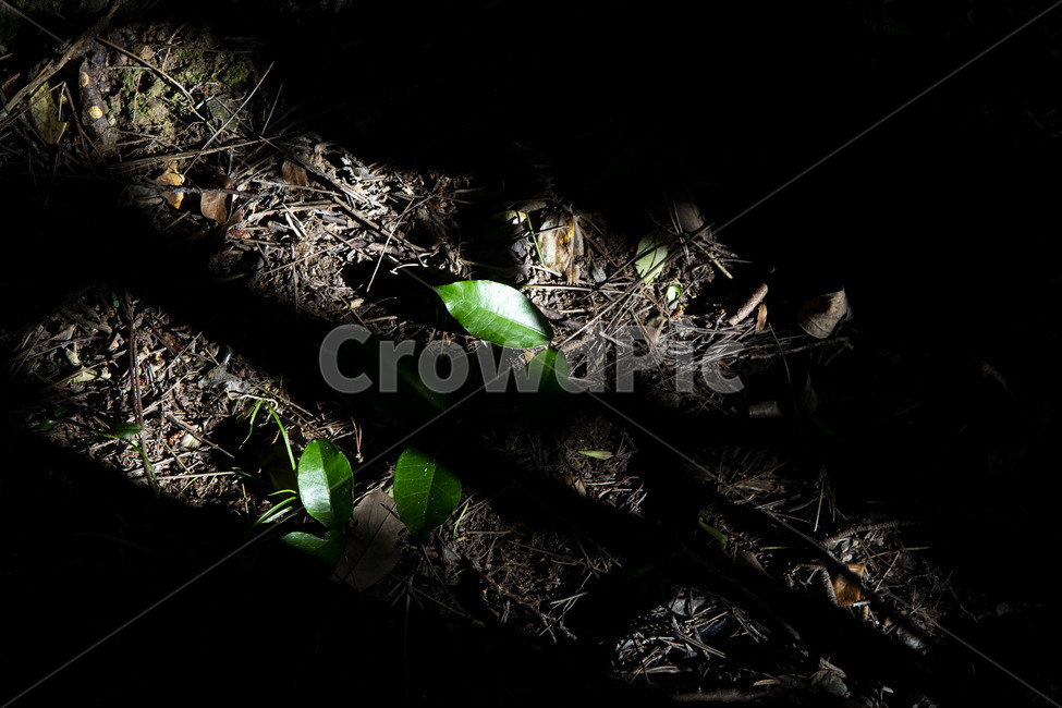 plant,식물,leaf,잎,자연,nature