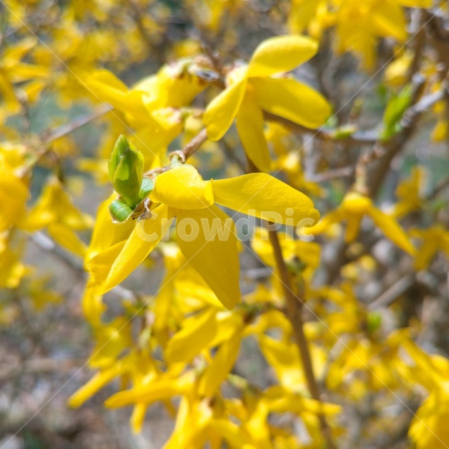 꽃,개나리,감성,봄,flower,nature,3월,spring,접사,꽃사진,노랑,노란색,계절,season,식물,plants,flowers,나무,따뜻함,꽃나무,입춘,아웃포커싱,자연,sensible,feeling,봄,계절,spring,season,식물,자연,plants,nature,꽃,flower,leaf,잎,plant