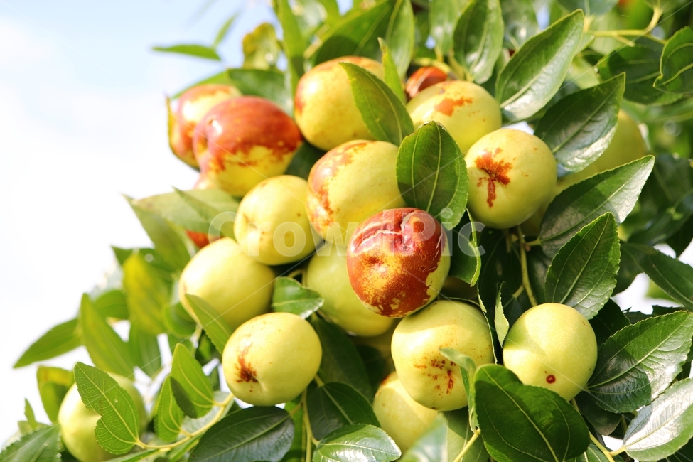 사과대추,대추나무,대추,식물,plant,음식,food,과일,fruit