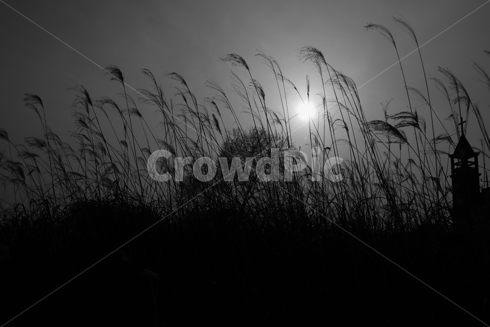 갈대,억새,저녁,노을,교회,성당,식물,자연,plants,nature,흑백,모노톤,monochrome,black and white