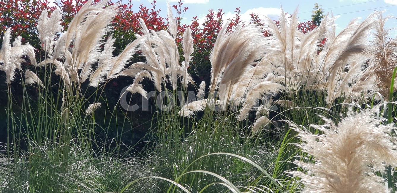 억새,억새풀,가을,풀밭,억새풀밭,가을,계절,fall,autumn,season,grass,잔디,plant,식물,lawn,reed,갈대