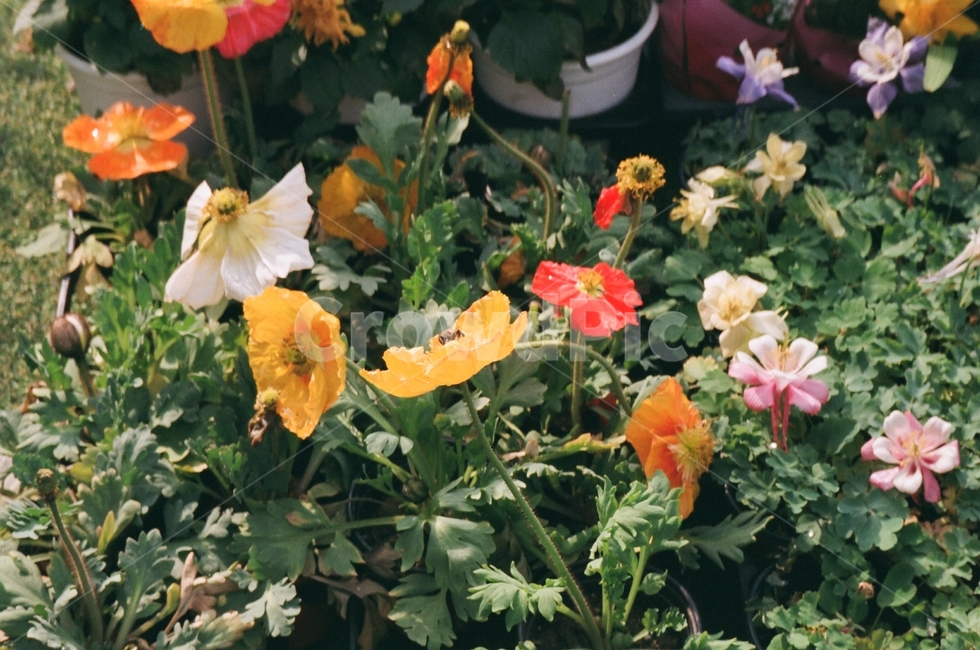 plant,식물,geranium,제라늄,blossom,꽃,3월,4월,봄,spring,꽃놀이