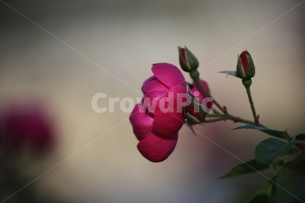 장미,꽃,식물,정원수,rose,식물,자연,plants,nature,꽃,flower