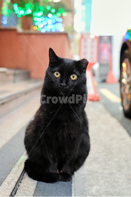 cat,고양이,pet,animal,동물,포유류,kitty,길고양이,동물,animal,포유류,mammal,고양이,cat,kitten,kitty