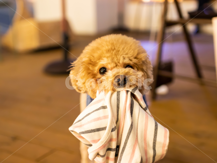 강아지,멍멍이,푸들,동물,토이푸들,개,동물,animal,포유류,mammal,개,강아지,dog,doggy