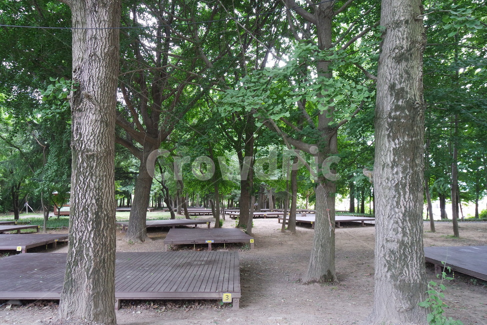 캠핑장,데크,garden,정원,tree,나무,plant,식물