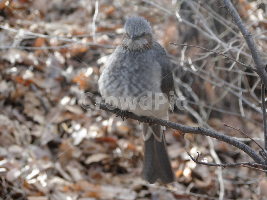 새,참새,동물,bird,animal