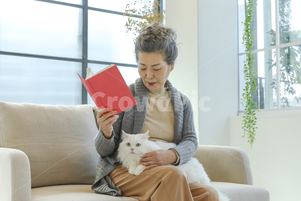 고양이,노인,여성,일상,반려동물,은퇴,여가,여유,행복,미소,만족,즐거움,생활,인테리어,실내,소파,의자,창문,하얀고양이,무릎냥,나이든여성,흰색,회색,붉은색,베이지색,따뜻함,포근함,할머니,60대여성,70대여성,흰머리,사랑,신뢰,동거,반려,애완동물,동물,백발,우아한,고귀한,귀여운,안기다,앉다,마주보다,웃다,책,타블릿,읽다