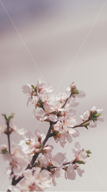 벚꽃,꽃,벚나무,봄,핑크핑크