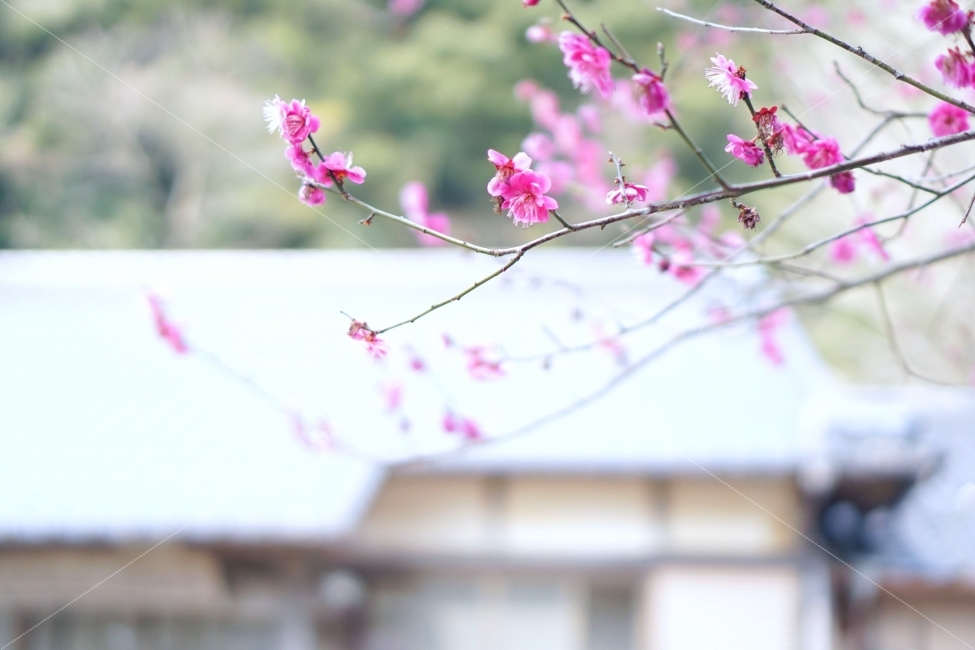 매화,홍매화,대마도,히타카츠,나뭇가지,가지,일본감성,분홍꽃,tsushima,hitakaz,branch,twig,japaneseapriotflower,pinkflower,blossom,식물,자연,plants,nature,봄,계절,spring,season,꽃,flower,plant