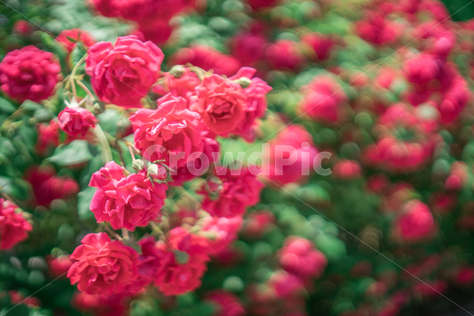 장미,하늘,분홍색,꽃잎,rose,싱그러운,식물,자연,plants,nature,꽃,flower