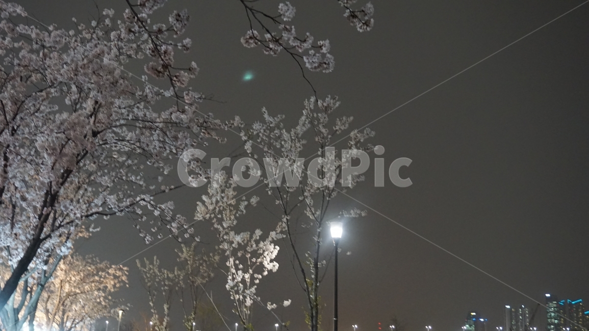 봄,밤,벚꽃,자연사진,blossom,typho,봄,계절,spring,season,야경,밤,풍경,nightscape,night,landscape,식물,자연,plants,nature,나무,trees,wood