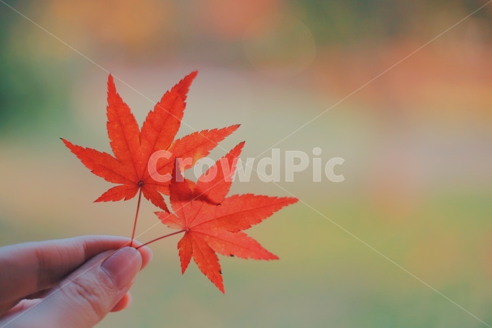 단풍,낙엽,감성사진,가을,자연,가을,계절,fall,autumn,season,감성,sensible,feeling,leaf,잎,plant,식물,tree,나무