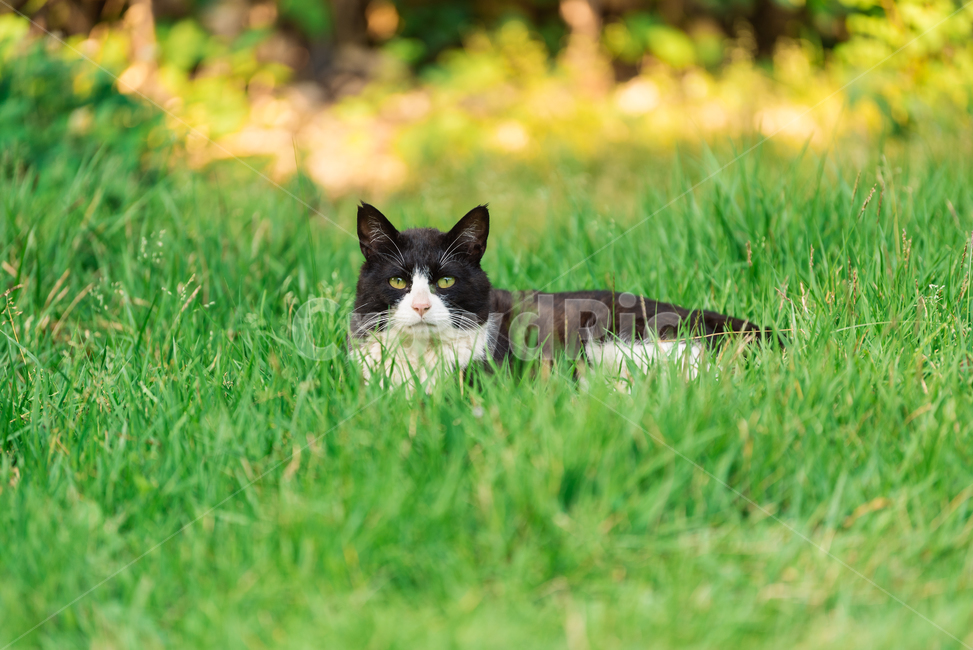 고양이,캣,냥냥이,길고양이,삼색이,치즈냥,냥,cat,동물,동물,animal,포유류,mammal,고양이,cat,kitten,kitty