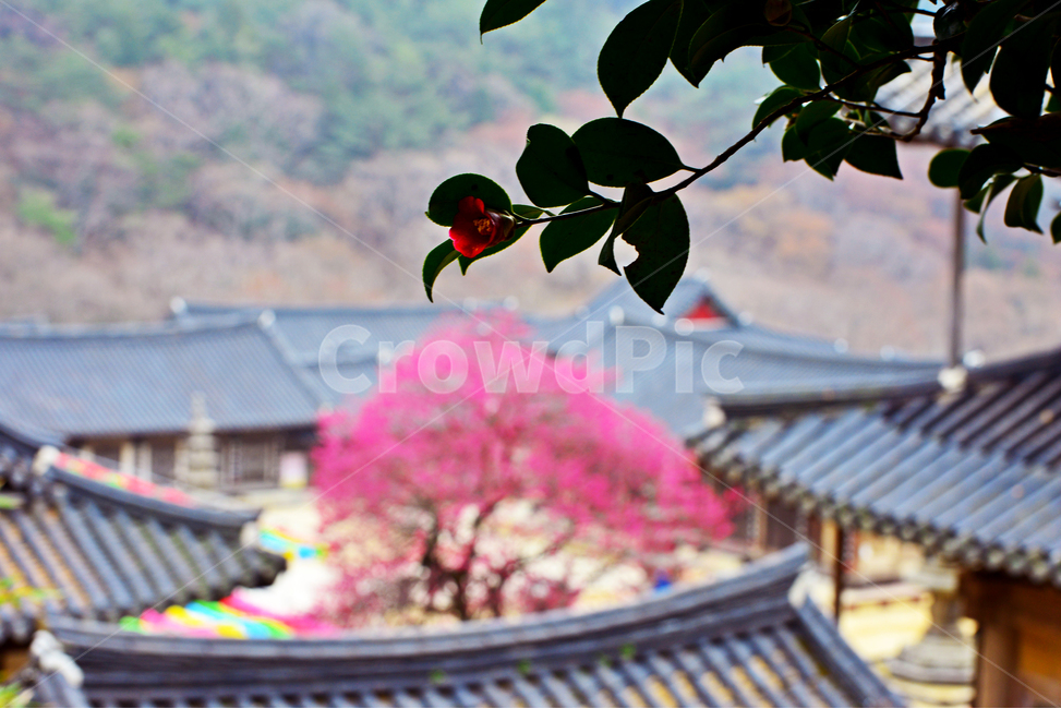 전남,구례,화엄사,흑매,홍매화,사찰,절,봄,계절,자연,경치,경관,풍경,지붕,장미,장미꽃