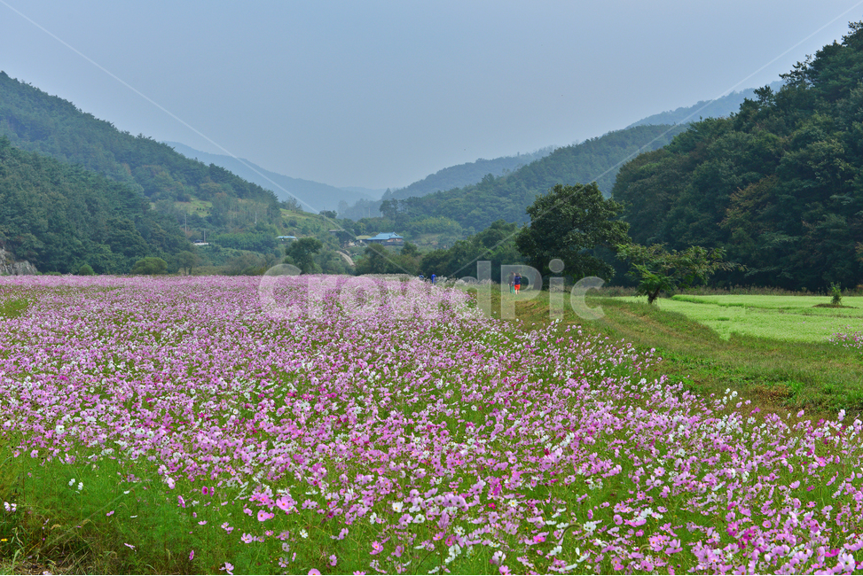 nature,자연,outdoors,옥외,plant,식물,field,들,farm,농장,rural,농촌,정읍,구절초공원,구절초,코스모스,메밀밭