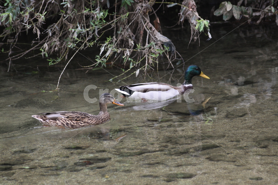 청둥오리,냇가,자연,새,조류,물새,호수,bird,animal,동물,waterfowl,mallard,duck,오리,한쌍,암수한쌍,수영,헤엄,동물,animal,조류,새,birds