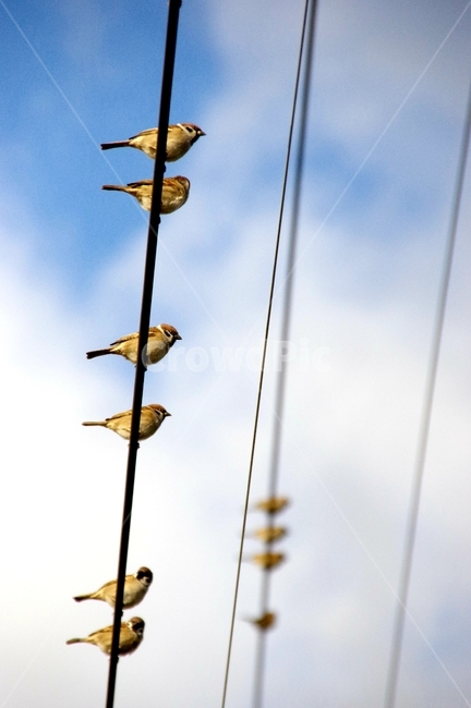 참새,새,전기줄,sparrow,bird,하늘,동물,animal,조류,새,birds