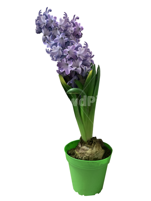 화분,꽃,생화,히아신스,꽃누끼,보라색,보라색꽃,plant,식물,flower,누끼,remove background