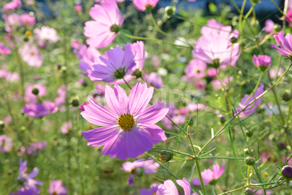 코스모스,코스모스꽃,꽃,가을,가을꽃,식물,국화과,꽃잎,cosmos,flower,fall,autumn,plant,blossom,petal,식물,자연,plants,nature,꽃,flower