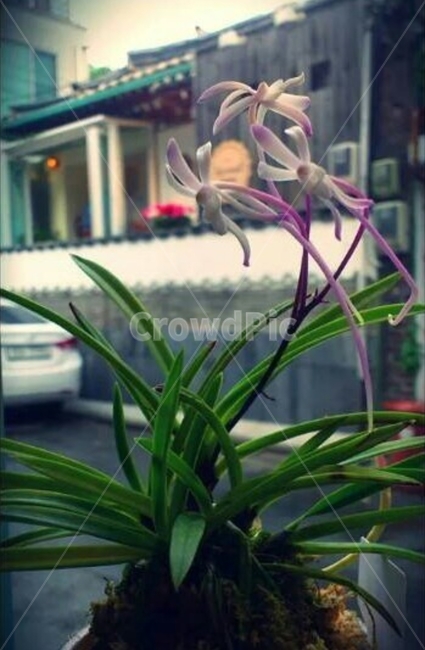 난,꽃,식물,난똧,설레임,orchid,flower,plant,orchidflower