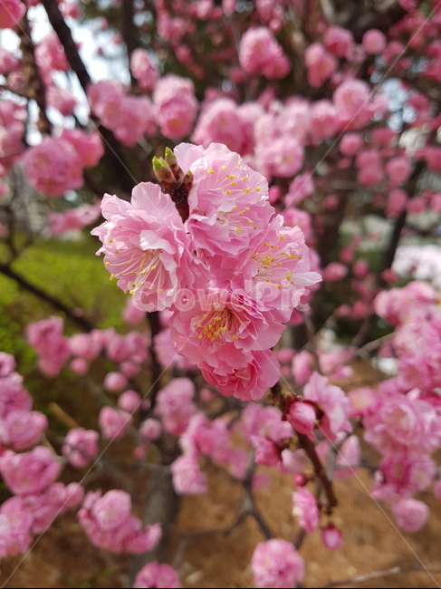 매화,홍매화,식물,봄꽃,봄,spring,봄,계절,spring,season,식물,자연,plants,nature,꽃,flower,plant,cherry blossom,벚꽃,blossom