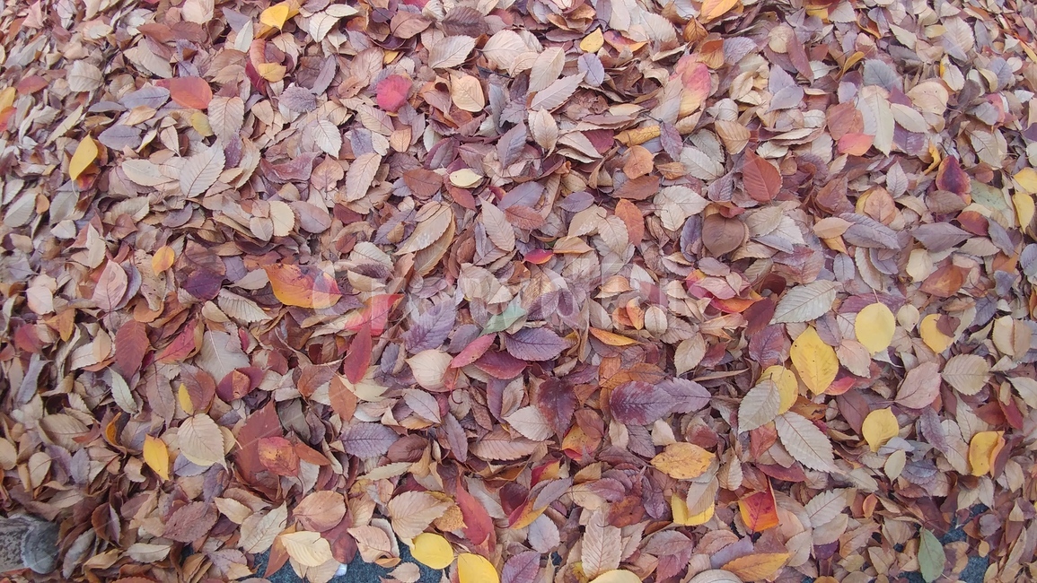 낙엽,가을,노랑,갈색,고독,쓸쓸함,빛바램,가을,계절,fall,autumn,season,ground,바닥,leaf,잎,plant,식물
