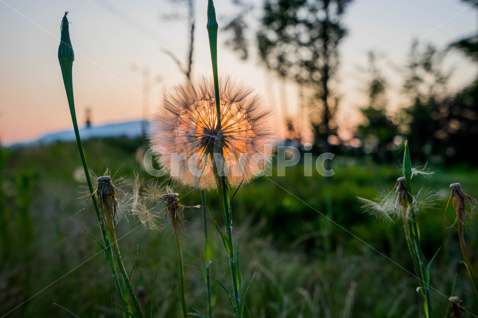 민들레,석양,가을,빛,바람,식물,자연,plants,nature,꽃,flower