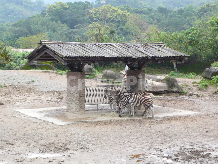 얼룩말,동물,동물원,지브라,zebra,animal