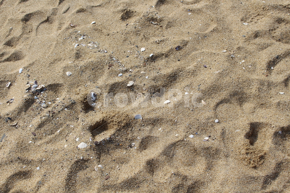 nature,자연,outdoors,옥외,sand,모래,야외,해변,조개