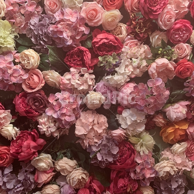 plant,식물,flower,blossom,꽃,알록달록,봄,배경,장미,핑크장미,장미꽃,colorful,spring,background,rose,pinkrose
