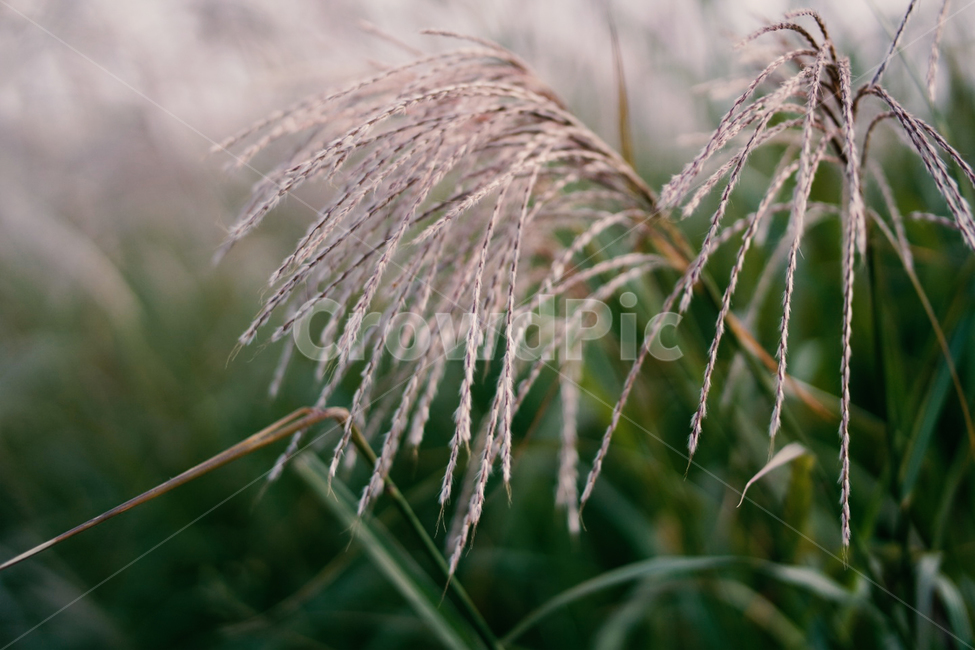 갈대,억새풀,식물,자연,초록,가을,감성,sensible,reed,landscape,scenery,scene,view,sight,green,plant,nature,힐링,healing,autumn