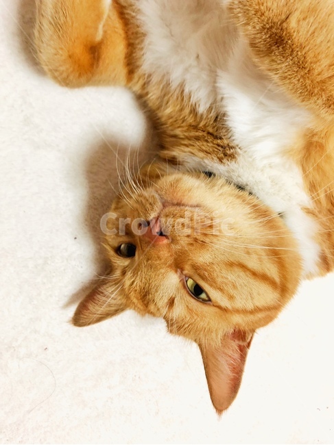 고양이,cat,반려동물,애완동물,반려묘,코리안숏헤어,코숏,게슴츠레,집고양이,동물,animal,포유류,mammal,고양이,cat,kitten,kitty