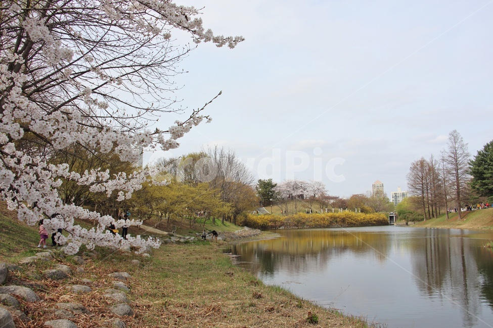 봄,꽃,호수,산책로,식물,자연,하늘,계절,plant,flower,spring,season,nature