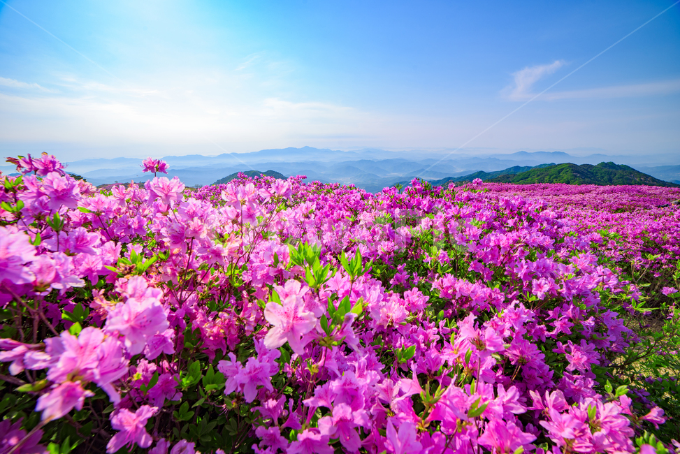 황매산,경남관광,합천군,산청군,철쭉제,봄,분홍물결,산상화원,일출,자연,풍경,nature,landscape,flower,꽃,geranium,제라늄,blossom,plant,식물