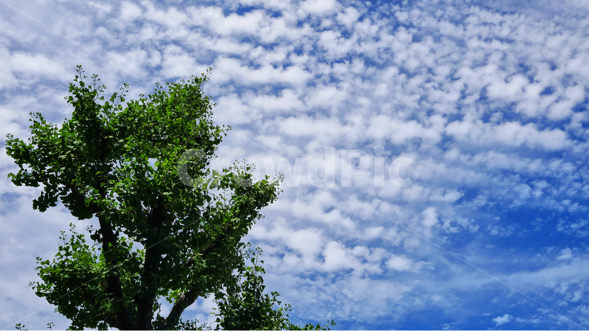 하늘,구름,은행나무,자연,풍경,나무,잔잔함,자연풍경,자연,풍경,nature,landscape