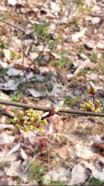 싹,bud,꽃,plant,새싹,봄,생강나무,수목원
