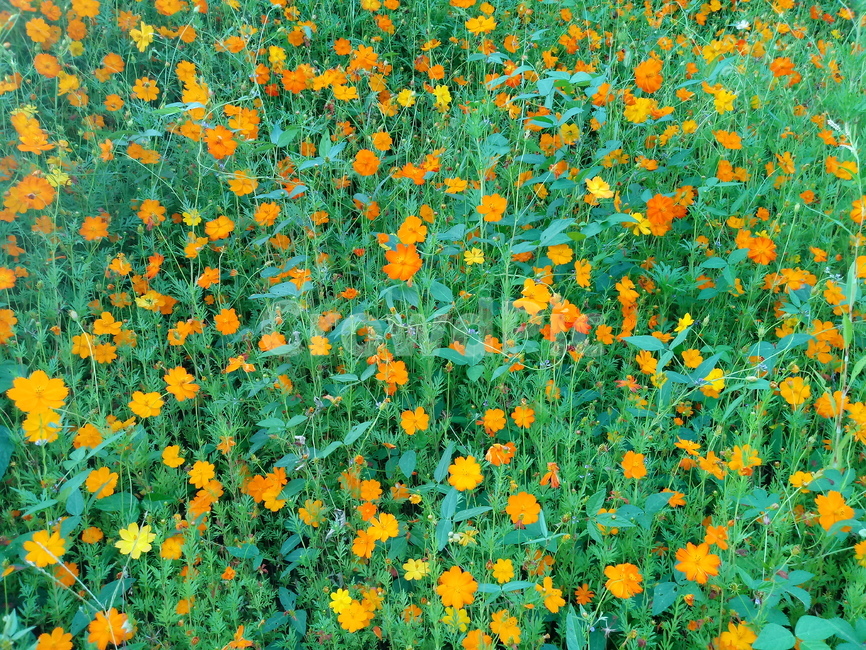 노랑코스모스,yellowcosmos,황금코스모스,식물,꽃,flower,plant,한해살이풀,식물,자연,plants,nature,꽃,flower