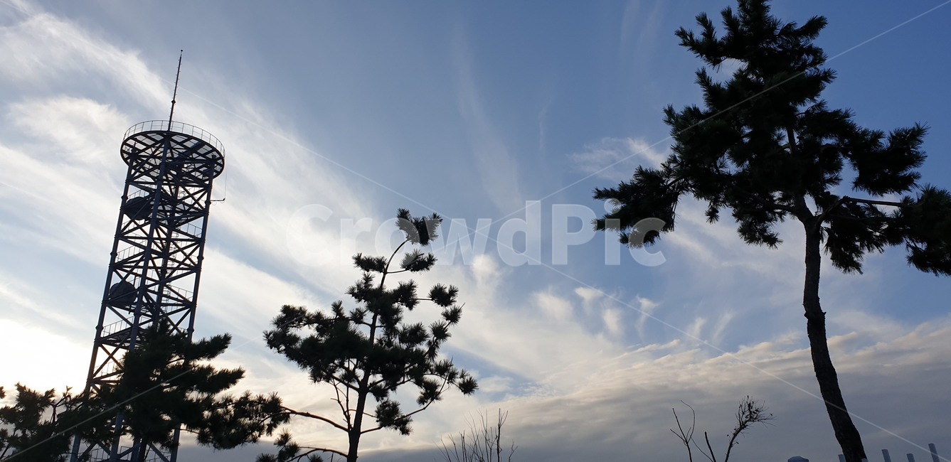 하늘,송신탑,나무,소나무,식물,tree