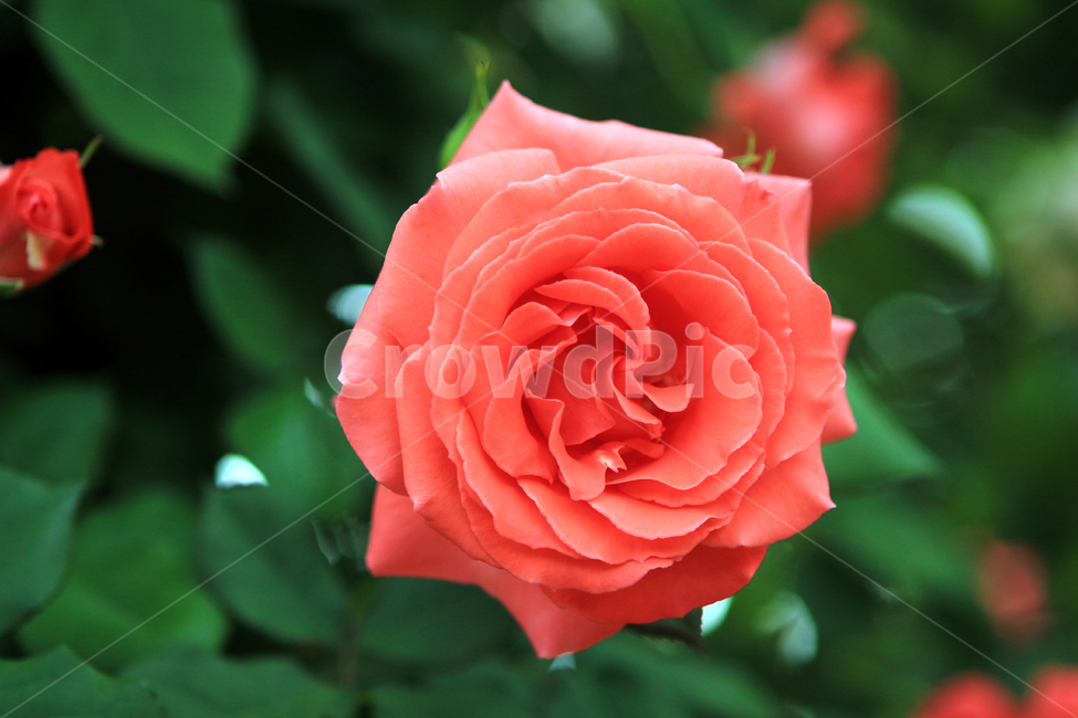장미,꽃,flower,장미꽃,rose,꽃잎,꽃망울,꽃송이