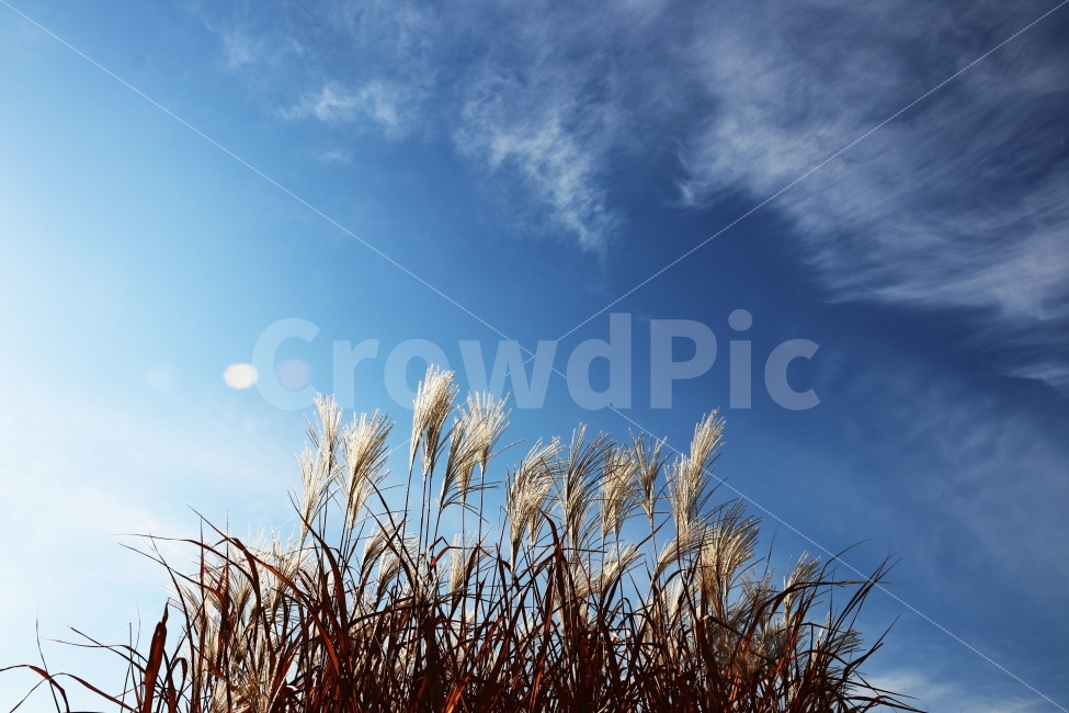 갈대,가을,하늘,풍경,가을풍경,가을,계절,fall,autumn,season,자연,풍경,nature,landscape,식물,plants,grass,잔디,plant,lawn