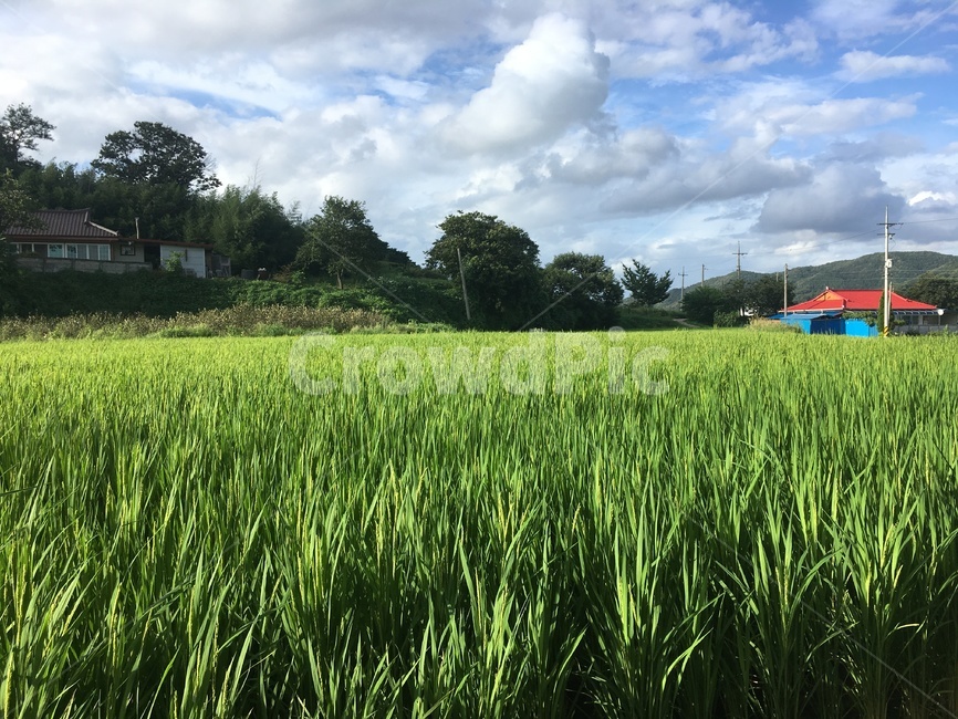 nature,옥외,grassland,자연,field,목초지,들,outdoors,plant,식물,초목,vegetation,시골,마을,풍경,landscape,country,rural,town