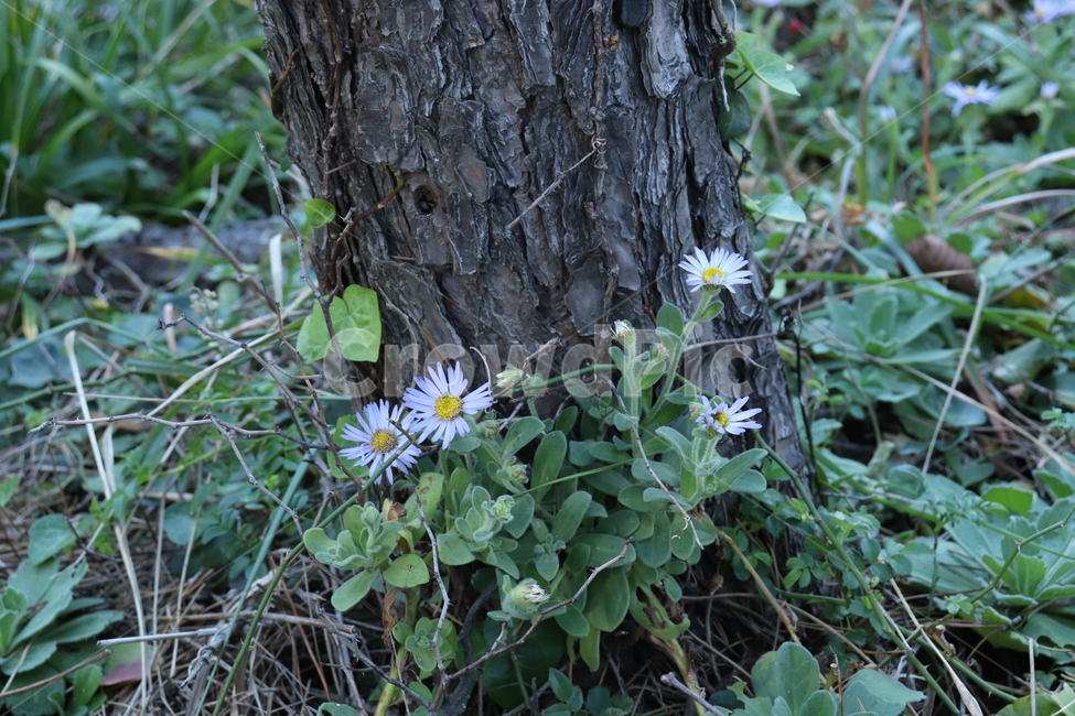 야생화,꽃,나무,풍경,자연,산책길,가을,식물,자연,plants,nature,꽃,flower