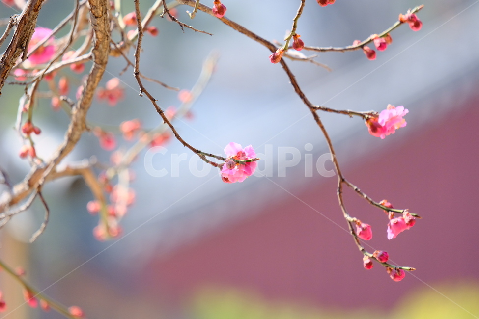 plant,식물,blossom,flower,꽃,홍매화,봄,계절,spring,season