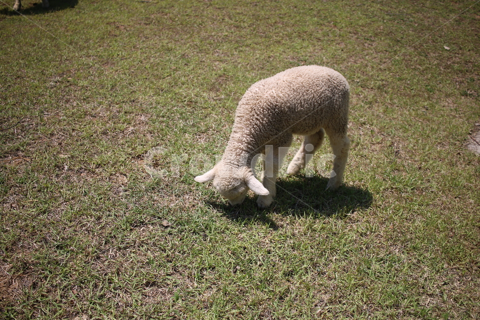 양,양떼목장,sheep,공원,동물,동물,animal,포유류,mammal