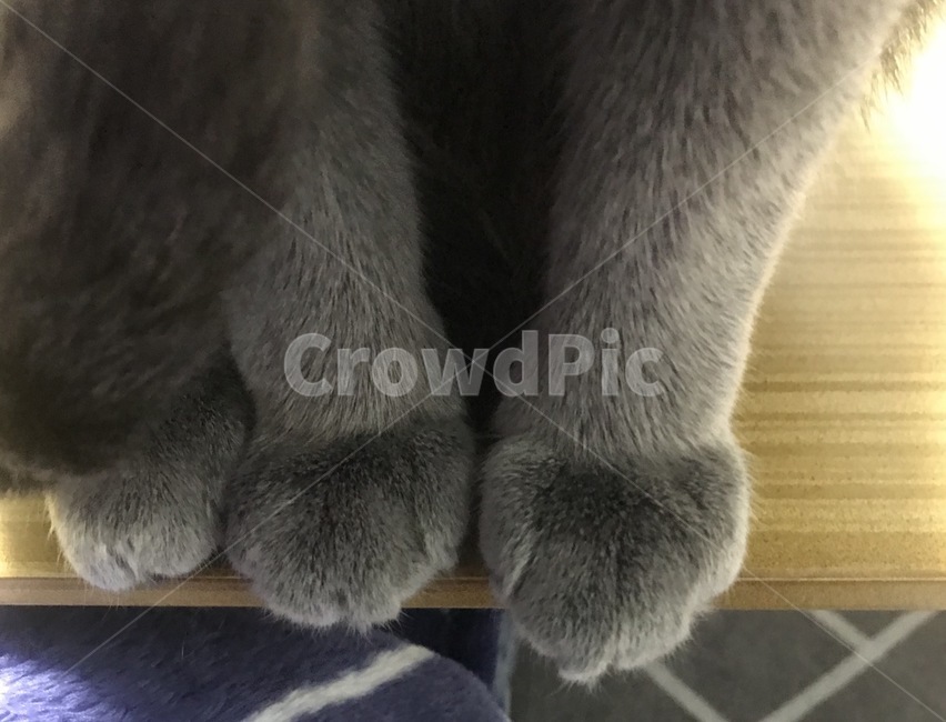 고양이,러시안블루,고양이발,솜방망이,반려묘,애완동물,반려동물,cat,동물,animal,포유류,mammal,고양이,cat,kitten,kitty
