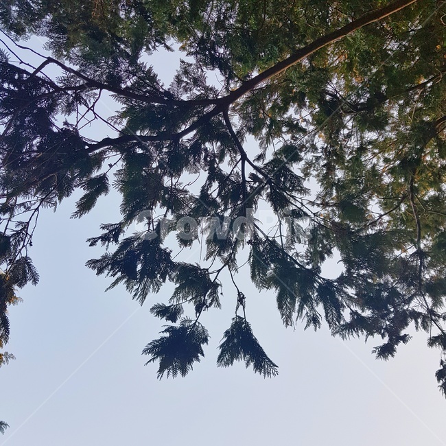 tree,나무,plant,식물,nature,자연,outdoor,옥외