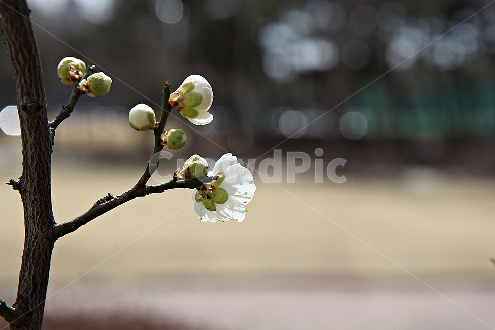 매화,매화꽃,꽃,꽃잎,봄꽃,봄,매화나무,식물,식물,자연,plants,nature,꽃,flower