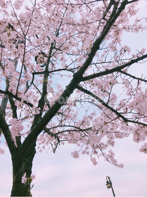 나무,벚꽃,벚꽃나무,봄,분홍색꽃