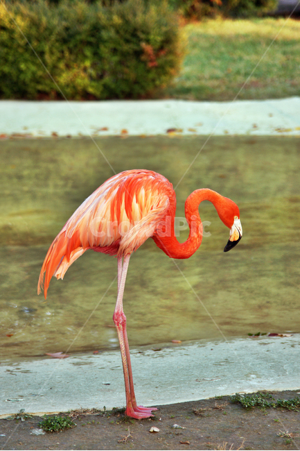 홍학,플라밍고,조류,flamingo,동물,섭금류,선홍색,동물,animal,조류,새,birds